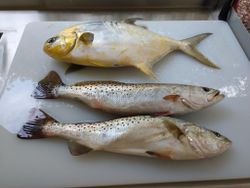 3 permit and spotted weakfish in Crystal River