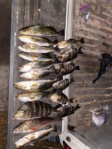 9 sheepshead, spotted weakfish, king mackerel, and black drum fish caught in Tallahassee