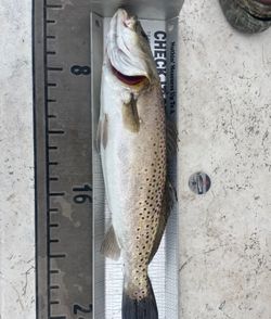 Speckled trout catch measured on fishing board in Tallahassee FL