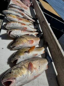 Redfish Haul - Shell Beach, LA.