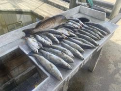 Fisherman's Bliss: Louisiana's Coastal Harvest