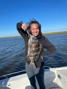 Trophy Sized Sheepshead Bounty In Louisiana 