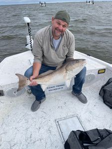 Louisiana Red Drum Triumph