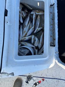 3 spotted weakfish caught while fishing in LA