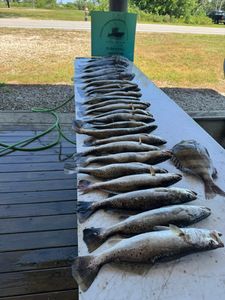 Three spotted weakfish and sheepshead fish caught in St Bernard