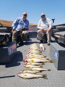 Walleye 
