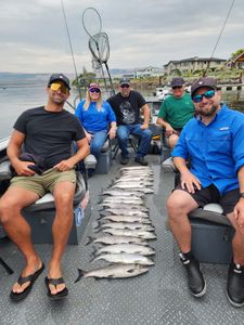 Sockeye