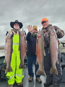 4 rainbow trout caught fishing in Kennewick