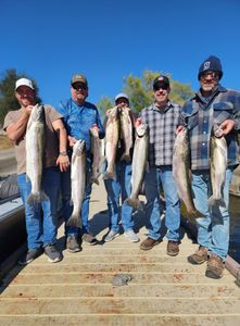6 Chub Mackerel fish measuring 26 inches caught while fishing in WA