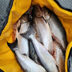 Coho salmon fishing in WA