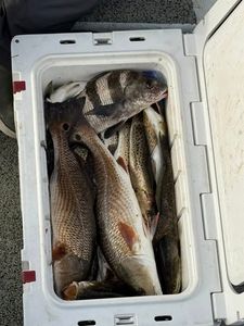 3 redfish and black drum fish caught in FL