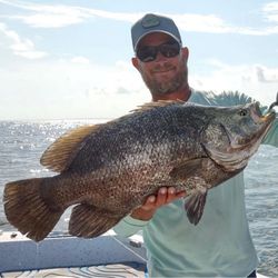 Tripletail fish caught in FL