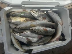 trout haul from Port Mansfield