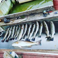 11 spotted weakfish caught in TX