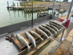 Three spotted weakfish caught in Arroyo City