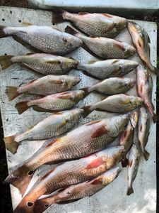 10 black drum and atlantic croaker fish caught in Perdido Key