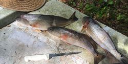 3 black drum and redfish caught fishing in FL