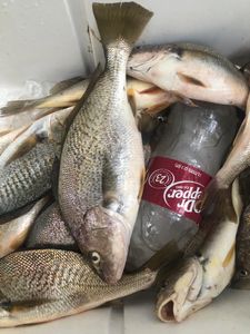 One person fishing in FL