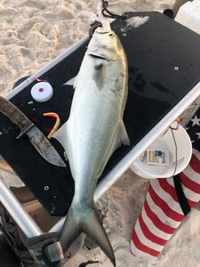 A greater amberjack fish swimming in the water at Perdido Key