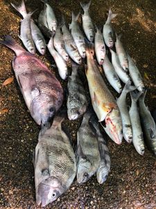 8 sheepshead and black drum fish caught at Perdido Key
