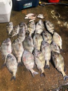 Sheepshead fish caught at Perdido Key fishing