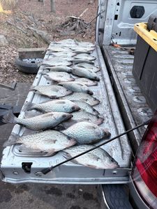Fresh caught crappie displayed in truck bed after successful fishing trip in Cumming GA