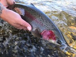 Casting Lines in Redding