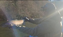 Flexing this Steelhead!
