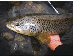 Sacramento River Fishing Adventures