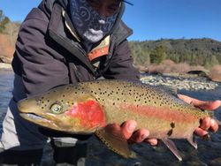 A fisherman holding a 24-inch fish in Redding