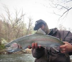 One rainbow trout fishing in Redding