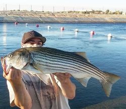 Striped bass caught by angler in Redding