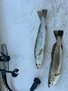 Two spotted weakfish caught in Crystal River