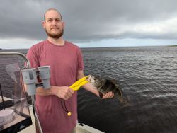 Black Drum Fish Caught in FL