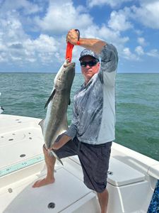 Bluefish caught while fishing in Crystal River
