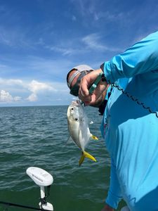 A Crevalle Jack fish in the waters of Crystal River