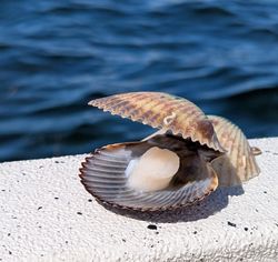 Exciting fresh scallop catch