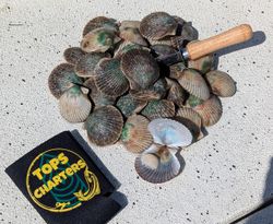 Exciting scallop catch with Tops Charters