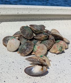 Fresh Gulf scallop haul