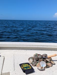 Exciting Gulf scalloping haul
