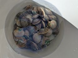 Exciting bucket of fresh Gulf scallops