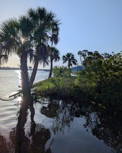 Exciting Gulf Coast palm view