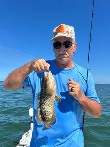 Gag Grouper fish caught while fishing in FL
