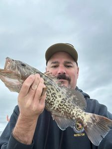One gag grouper caught in Crystal River