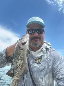 One gag grouper caught while fishing in Crystal River