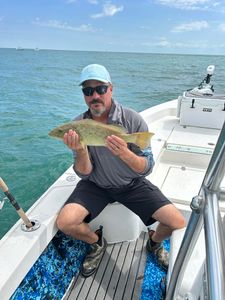 Photograph of a gag grouper fishing catch in Crystal River