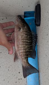 Grey Snapper fish caught at Crystal River