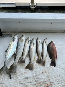 4 grey snapper fish caught in FL