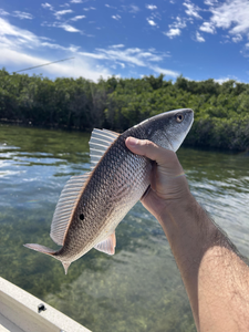 Nice redfish caught jigging with light tackle in Crystal River!