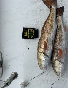 Redfish caught in Crystal River